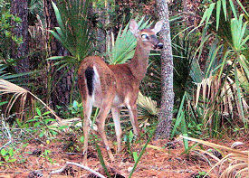 hunting island state park sc